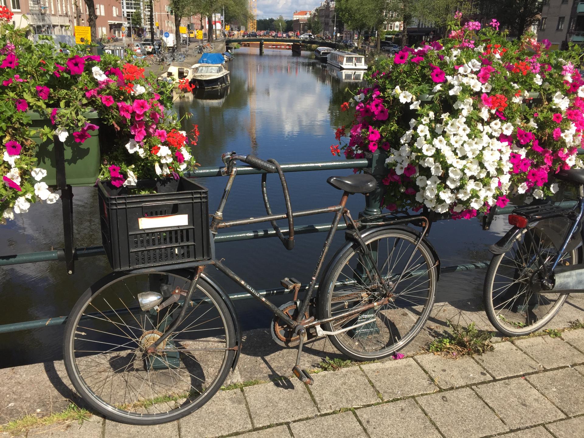 Ams velo fleur
