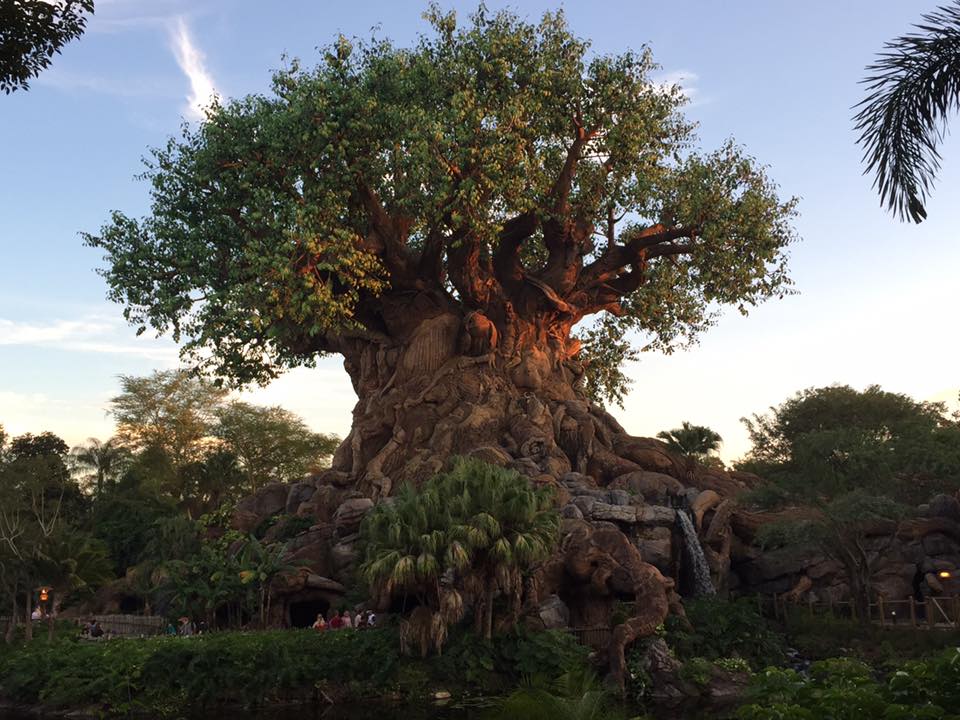 Arbre bh