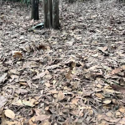 Cu chi 3