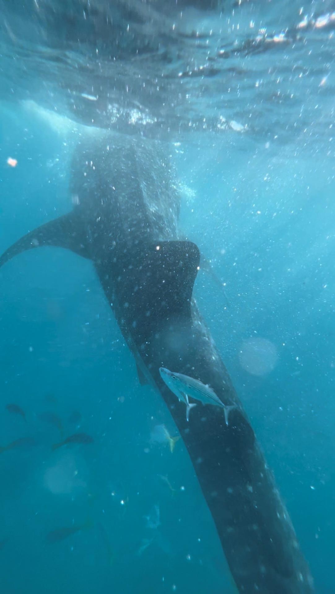 Requin baleine