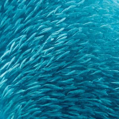 Sardine run