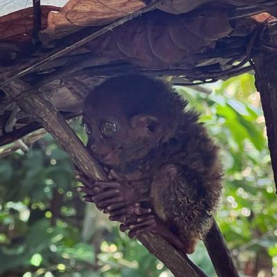 Tarsier 22