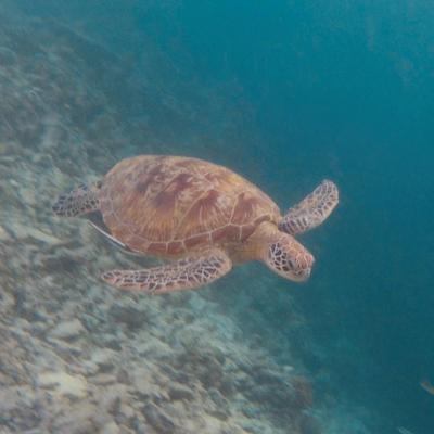 Tortue de mer